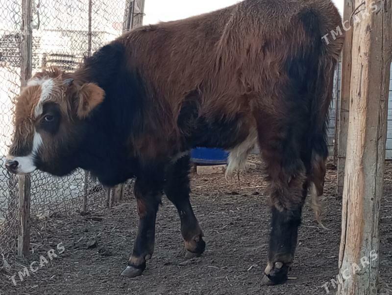 Öküz we gaçar - Balkanabat - img 3