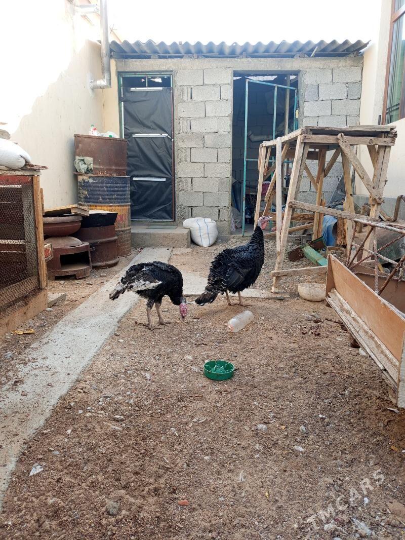 induk - Çoganly - img 2