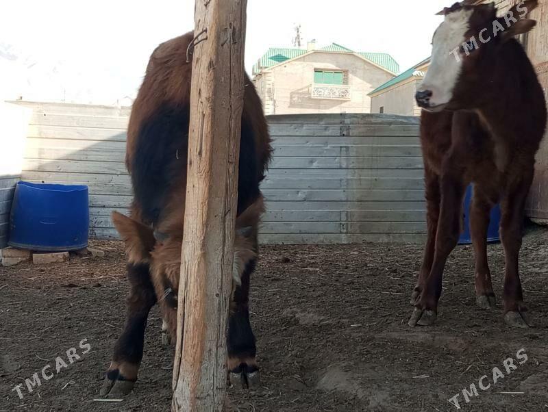 Öküz we gaçar - Balkanabat - img 4