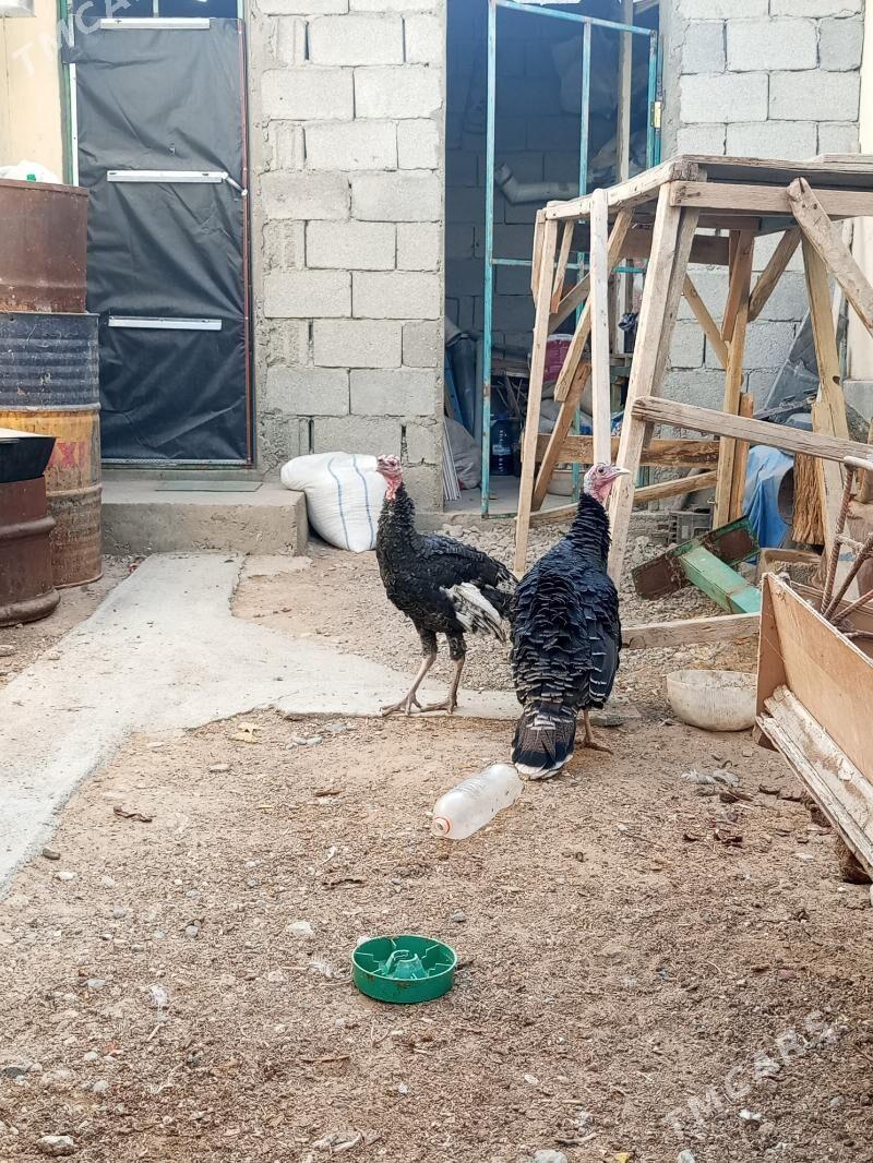 induk - Çoganly - img 3