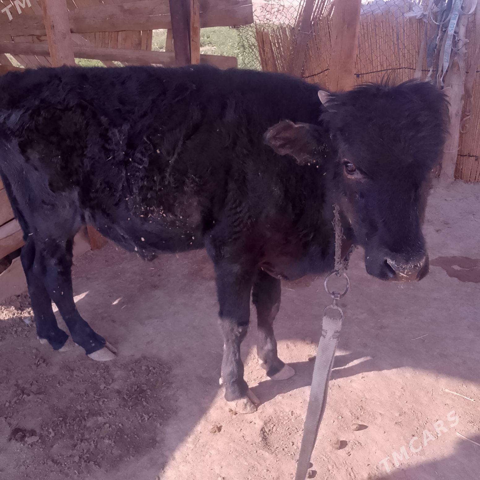 Öküz - Sakarçäge - img 2