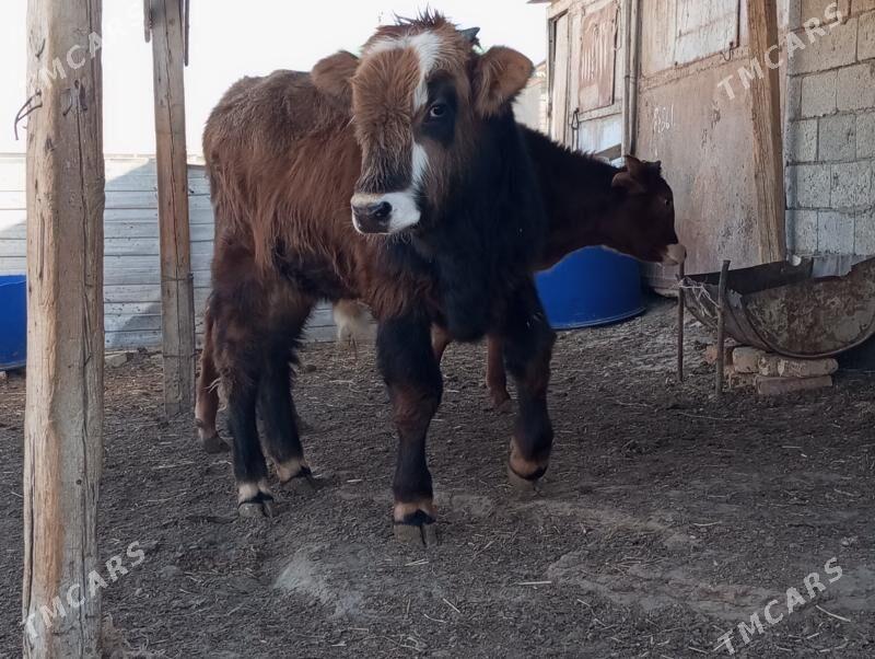 Öküz we gaçar - Balkanabat - img 2