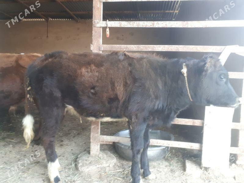 Gulajyn - Wekilbazar - img 2