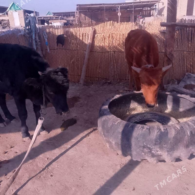 Öküz - Sakarçäge - img 4