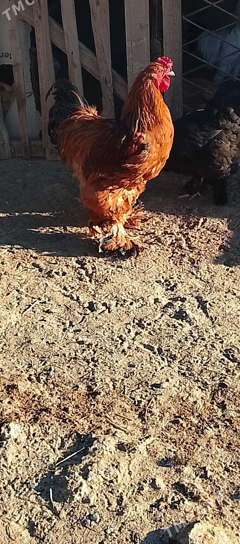 brama - Aşgabat - img 2