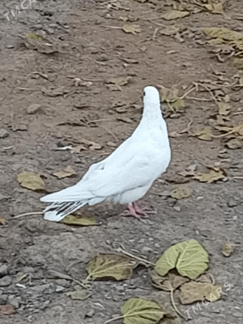 kepder - Türkmenabat - img 2