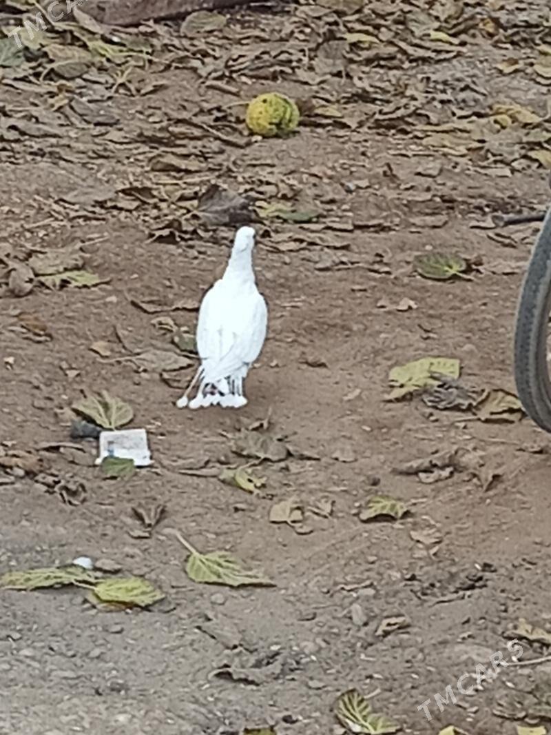 kepder - Türkmenabat - img 3