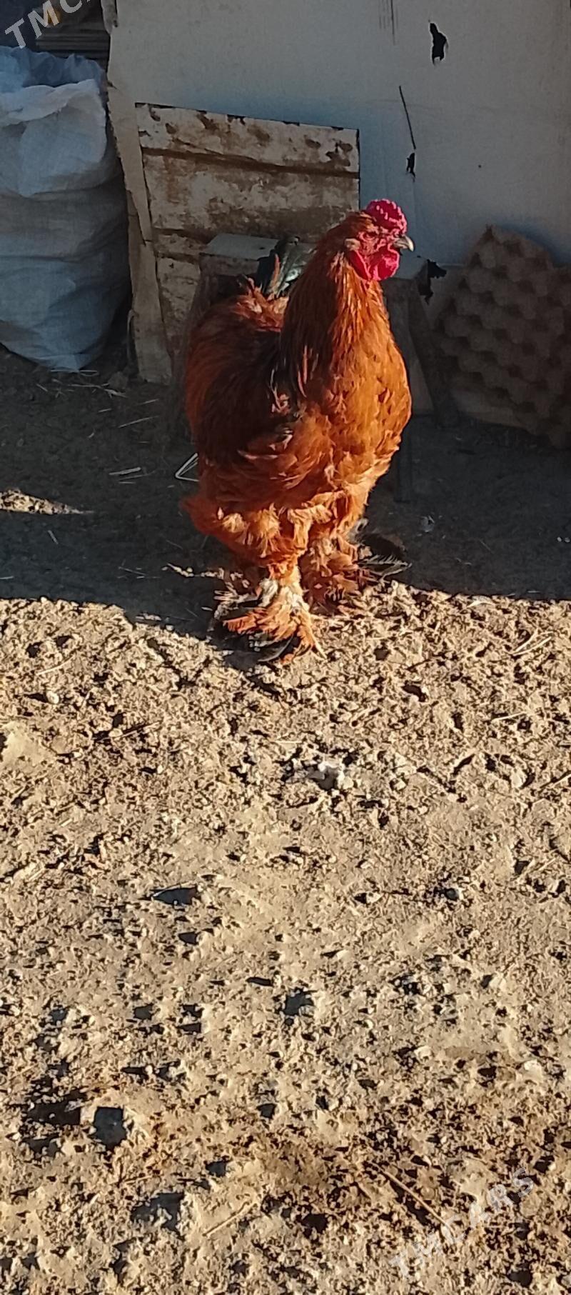 brama - Aşgabat - img 3