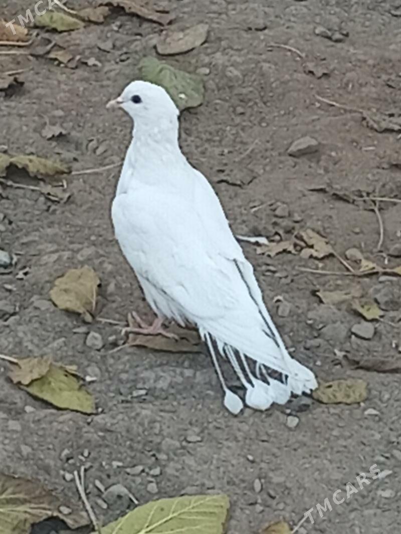 kepder - Türkmenabat - img 1