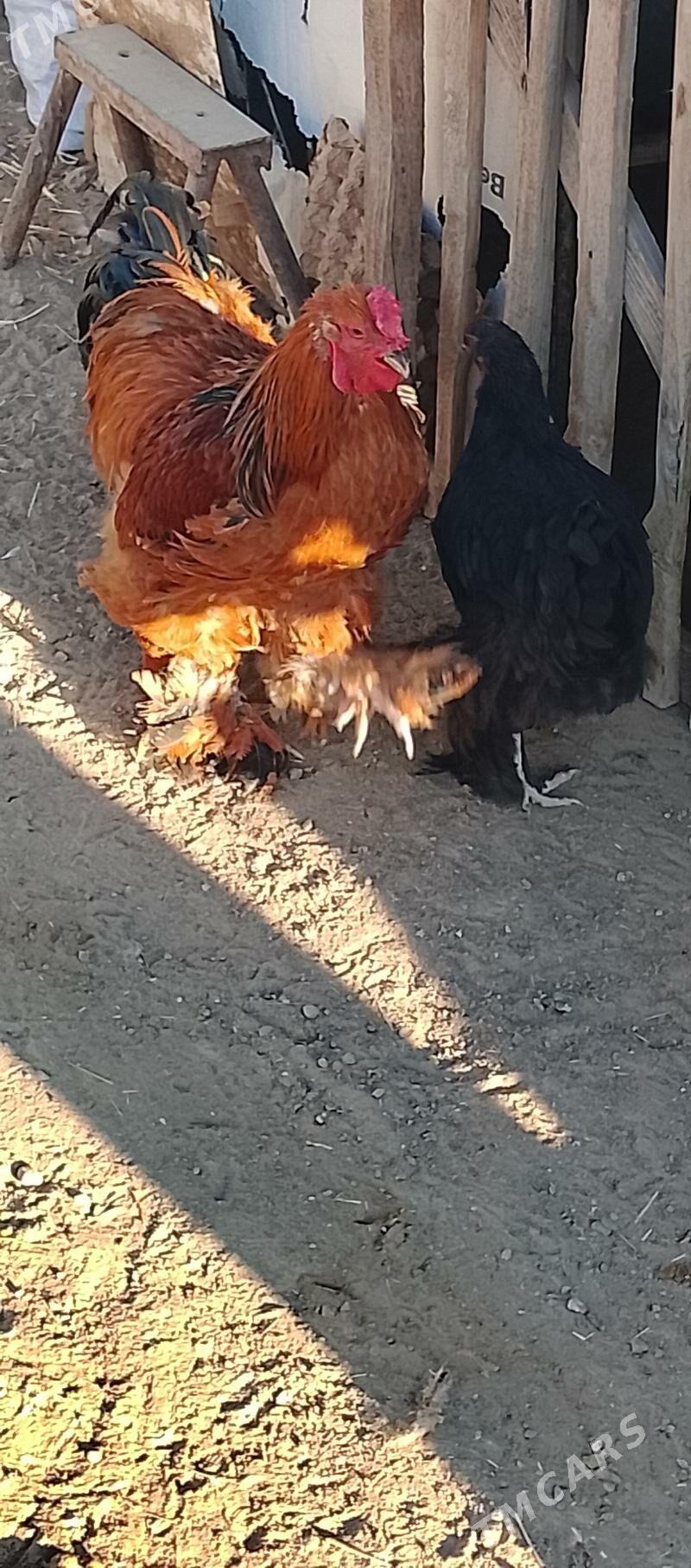 brama - Aşgabat - img 6