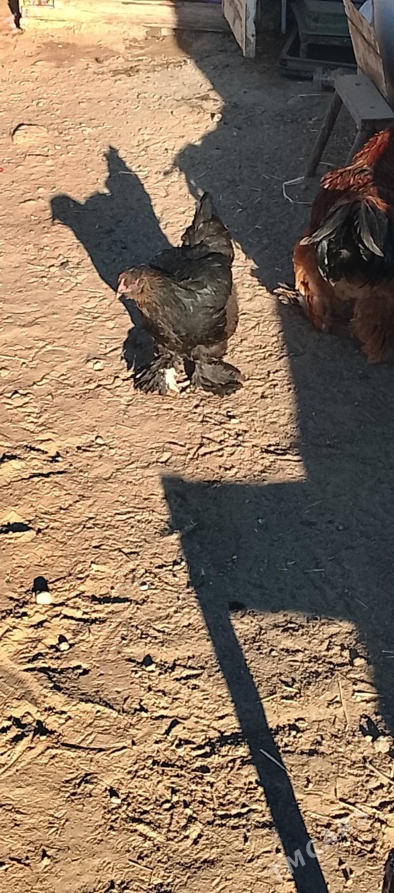 brama - Aşgabat - img 4