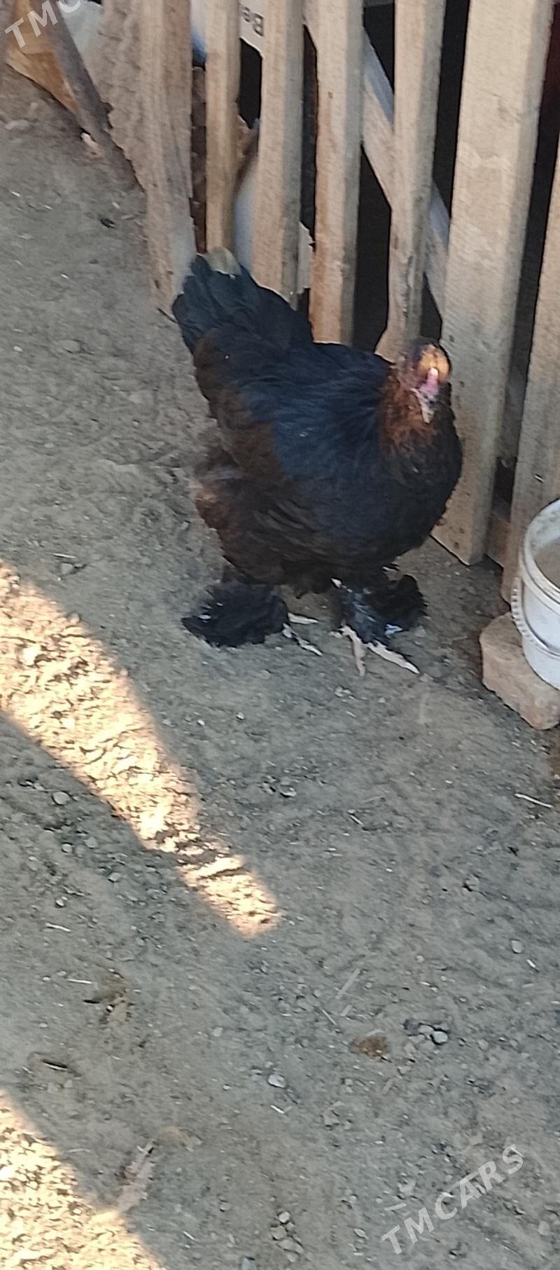 brama - Aşgabat - img 5