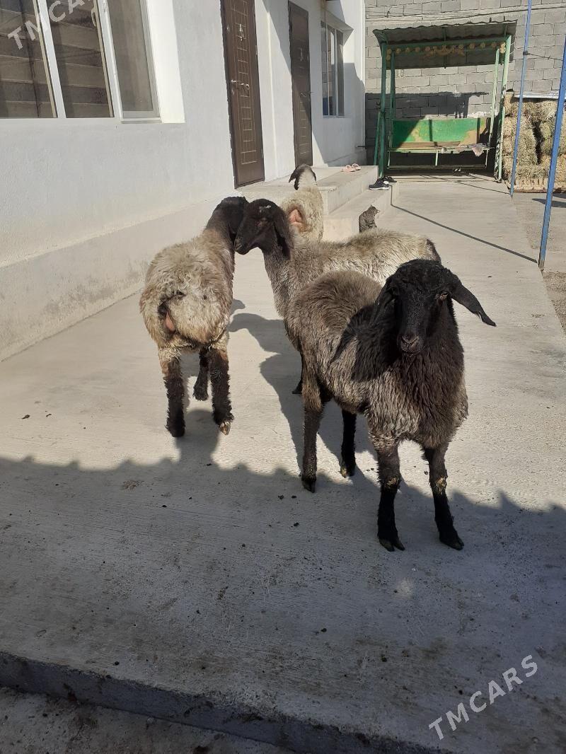 Tokli - Şor daça - img 3