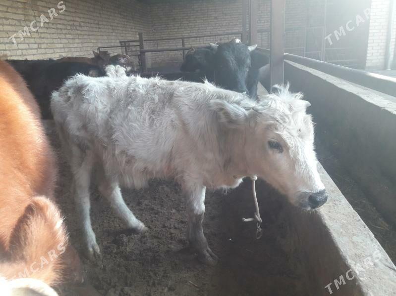 iki unajynlar - Чарджоу - img 3