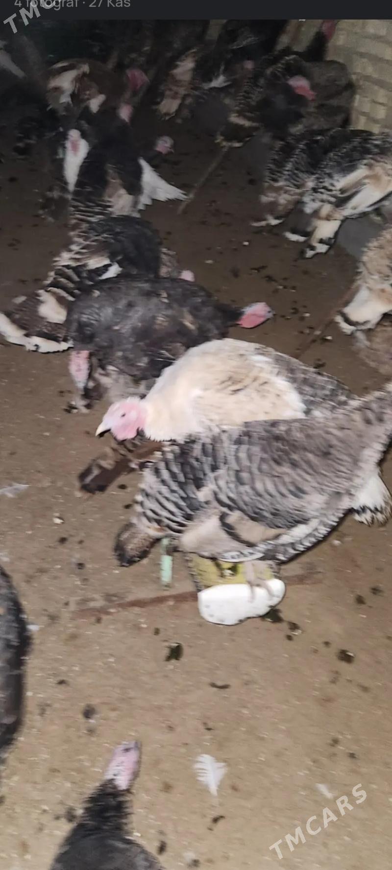 Induk - Ак-Бугдайский этрап - img 2