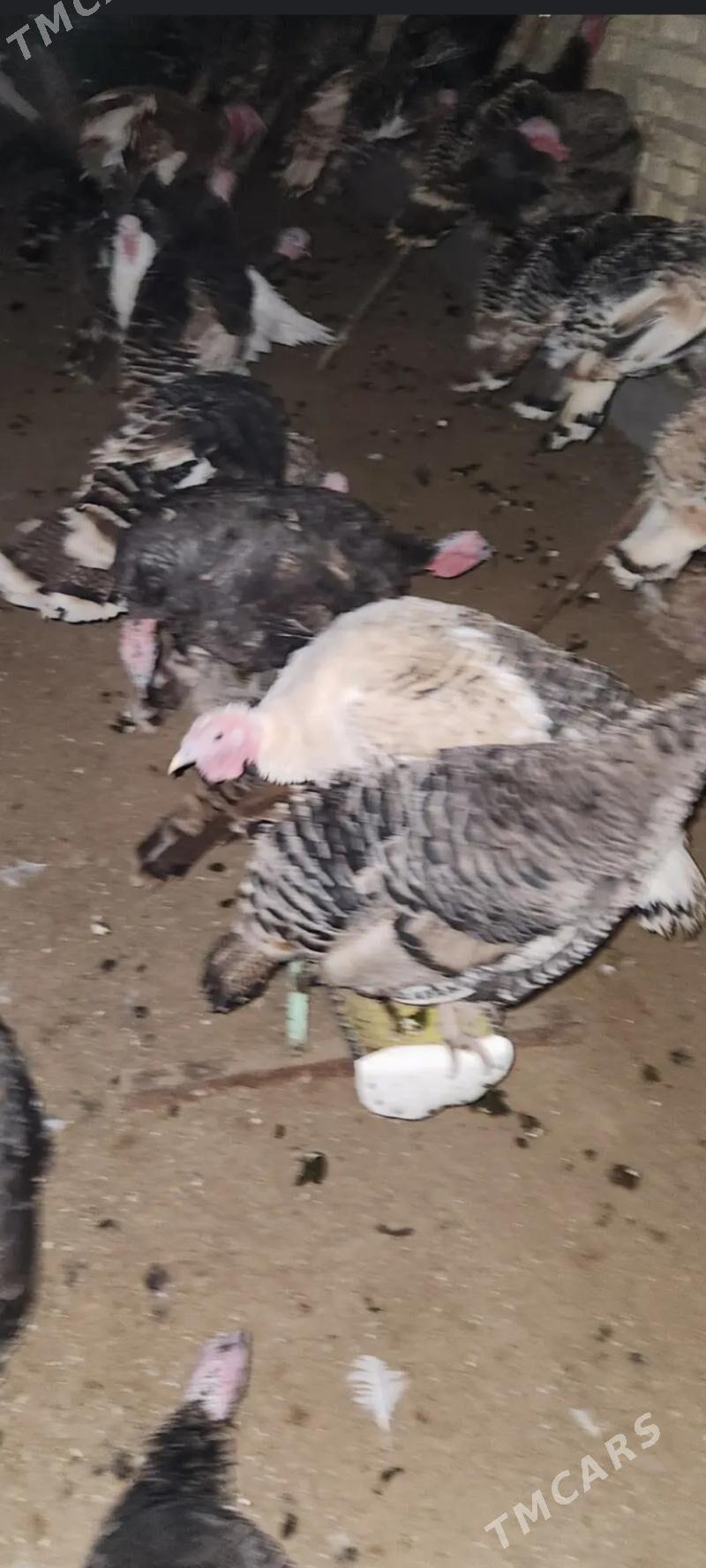 Induk - Ак-Бугдайский этрап - img 3