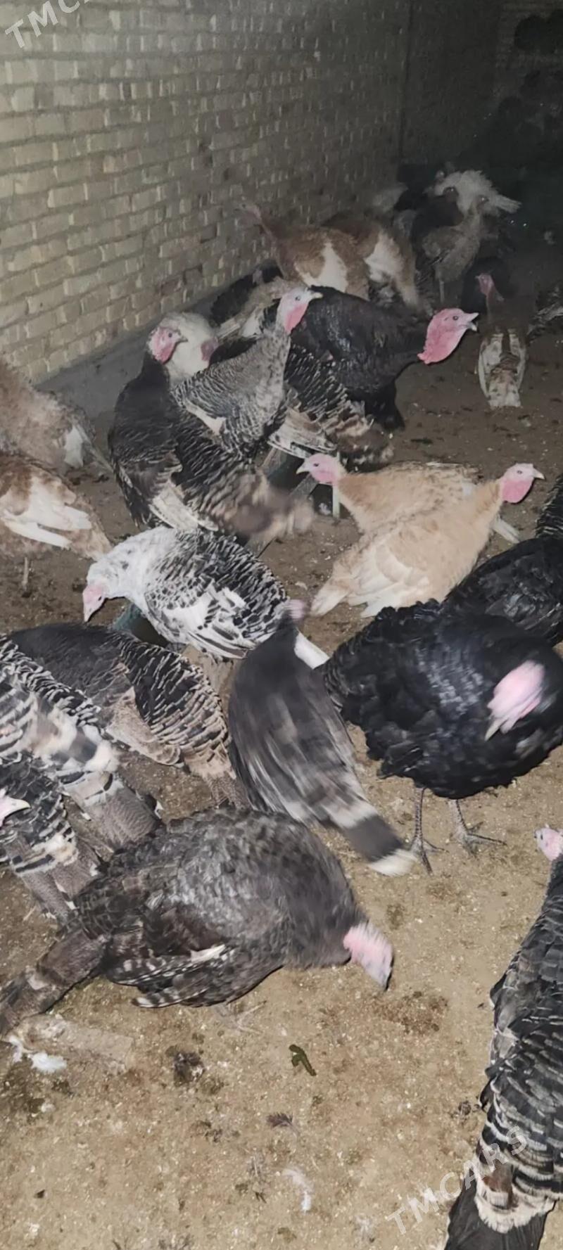 Induk - Ак-Бугдайский этрап - img 4