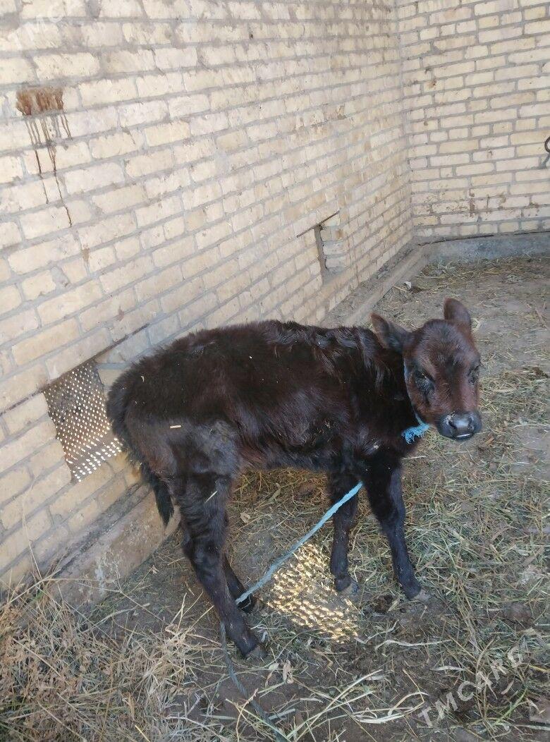 голели сыгыр - Чарджоу - img 5