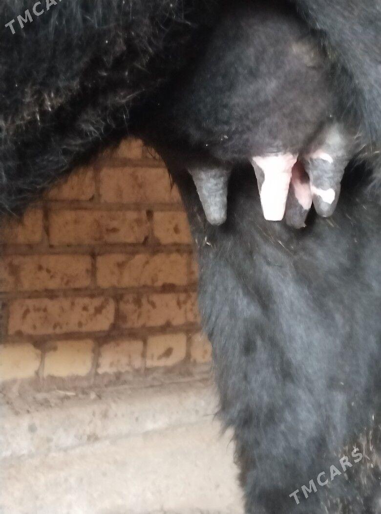 голели сыгыр - Чарджоу - img 4