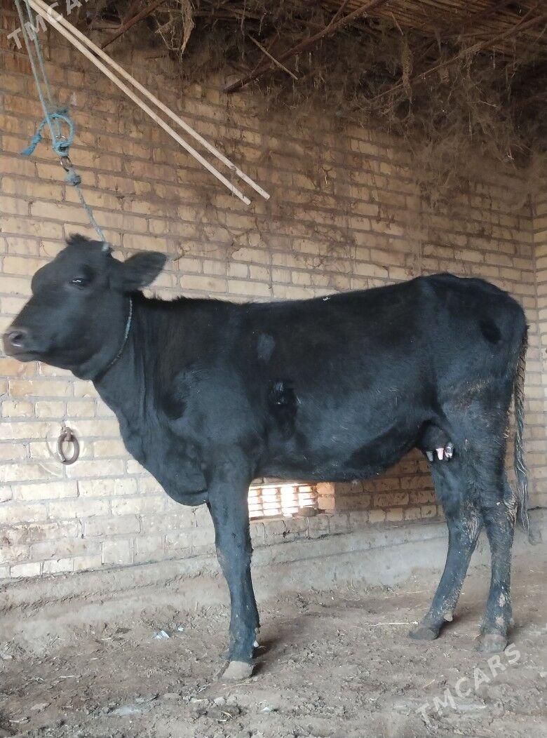 голели сыгыр - Чарджоу - img 2