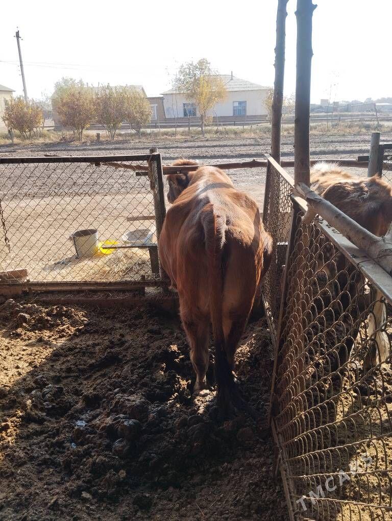 sygyr - Babadaýhan - img 4