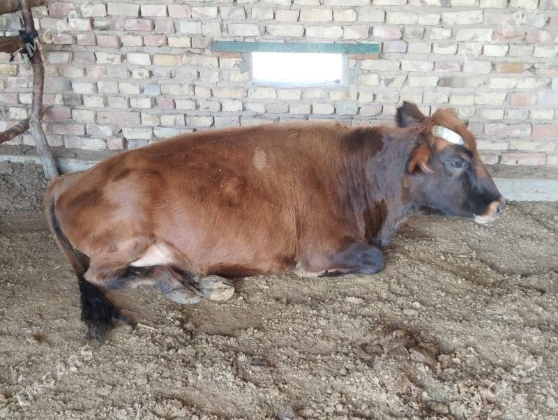 sygyr - Babadaýhan - img 3