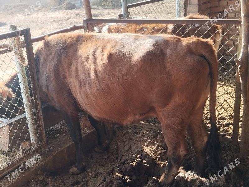 sygyr - Babadaýhan - img 2