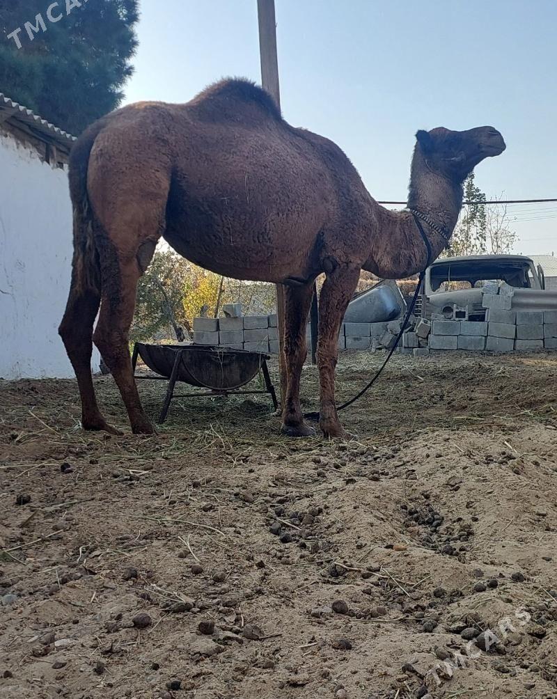 Torumly duye - Bäherden - img 4