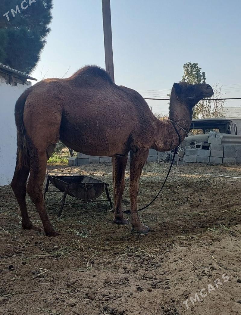 Torumly duye - Bäherden - img 1