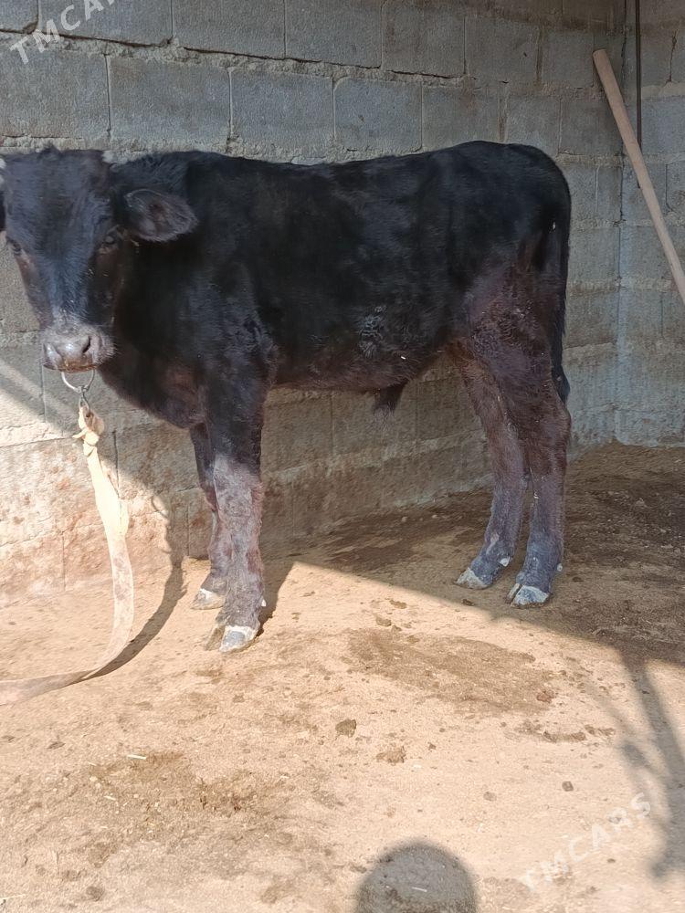 gibrit öküz - Bäherden - img 2