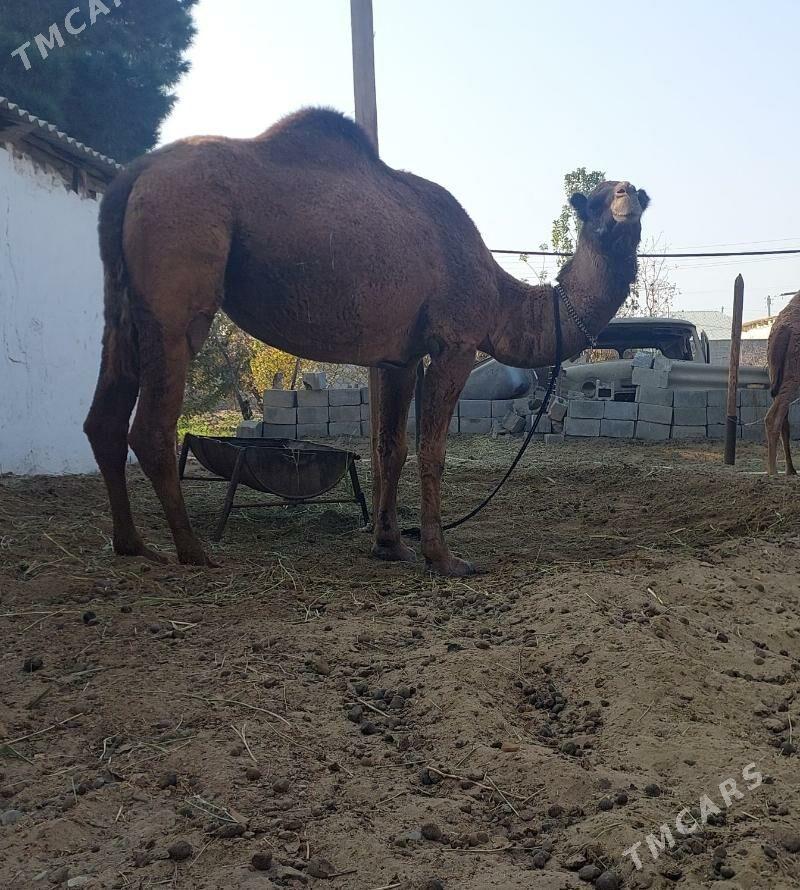 Torumly duye - Bäherden - img 2