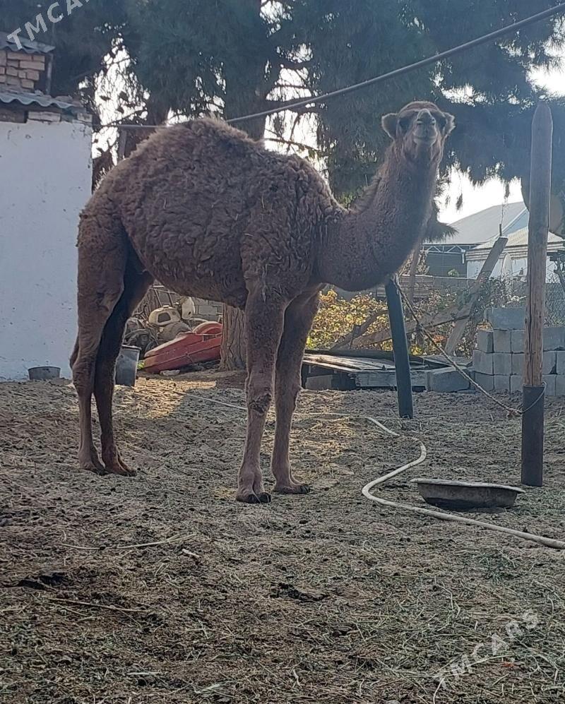 Torumly duye - Bäherden - img 5