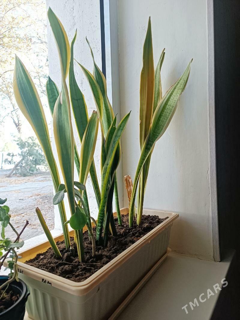 Guller - Балканабат - img 2