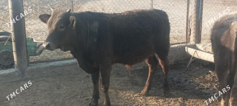 okuz - Берекет - img 7