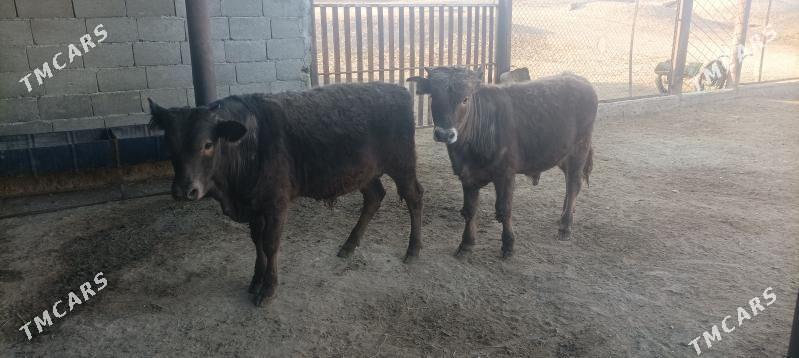 okuz - Берекет - img 3