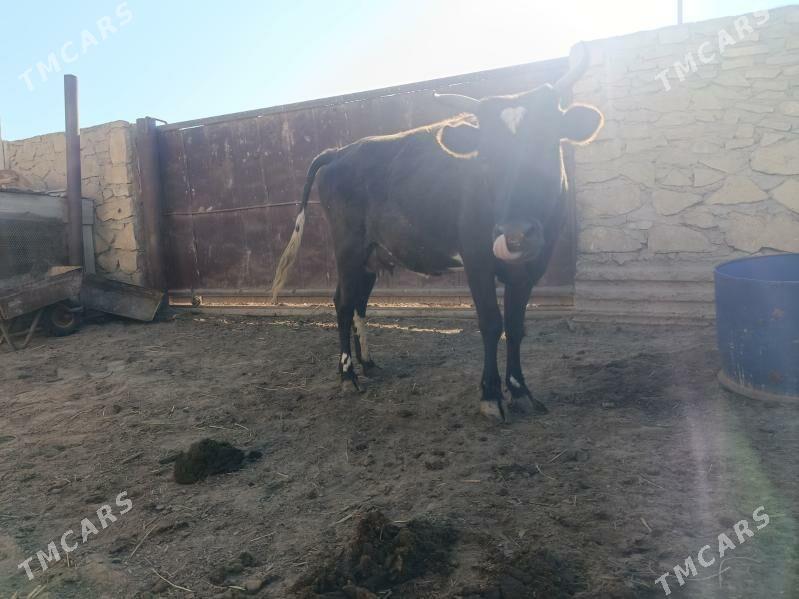 sygyr - Эсенгулы - img 3