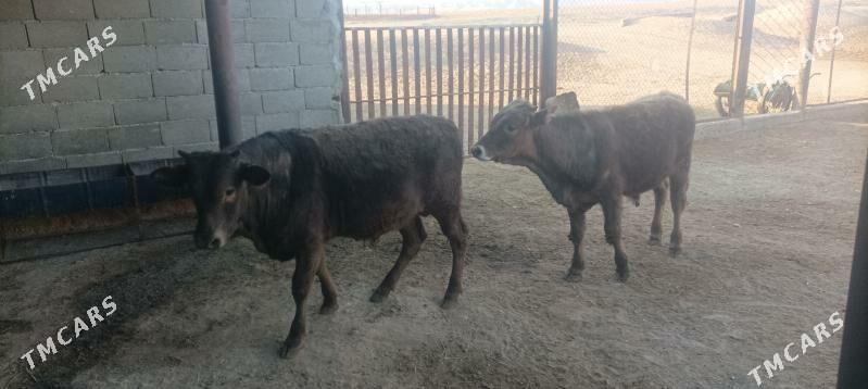 okuz - Берекет - img 4