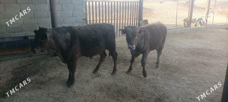 okuz - Берекет - img 2