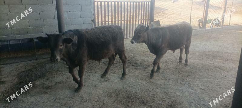 okuz - Берекет - img 5