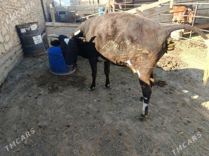 sygyr - Эсенгулы - img 2