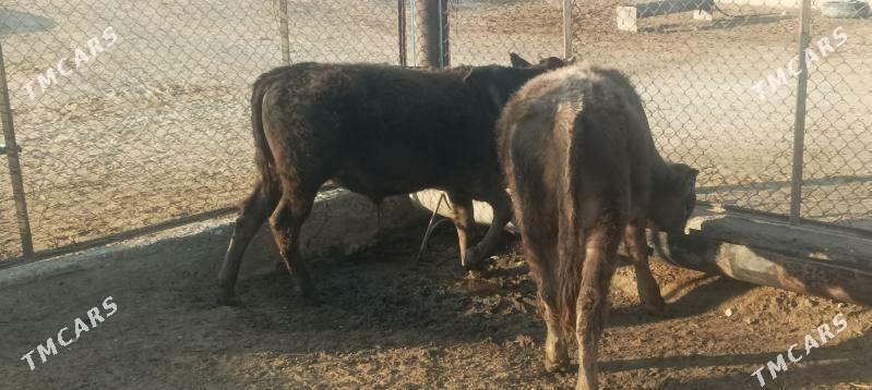 okuz - Берекет - img 10