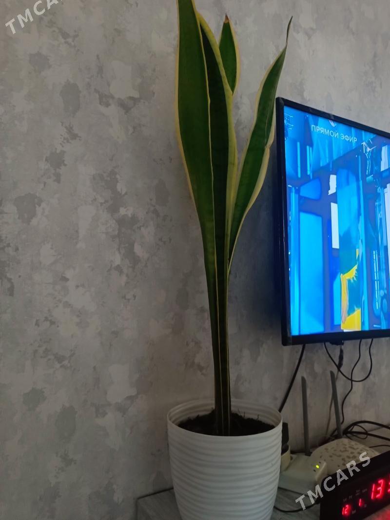 Guller - Балканабат - img 3