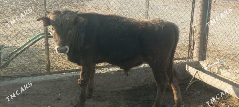 okuz - Берекет - img 8