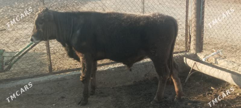 okuz - Берекет - img 9