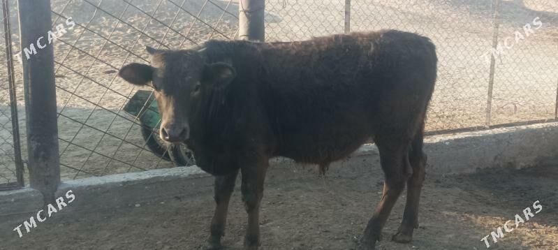 okuz - Берекет - img 6