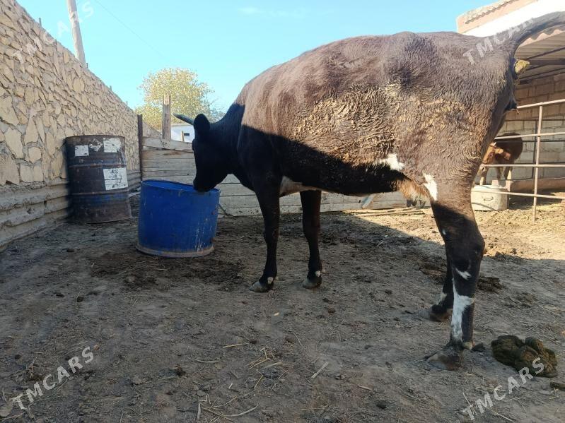 sygyr - Эсенгулы - img 4