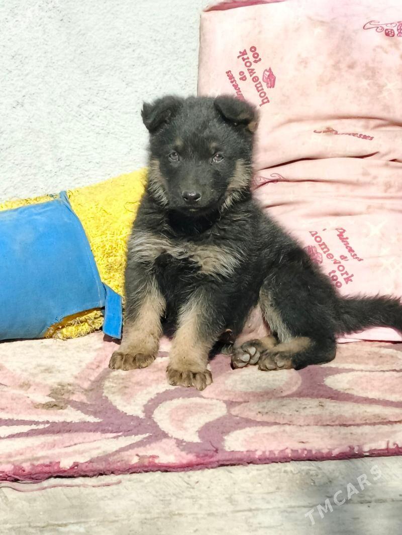 Awçarka güjügi - Ашхабад - img 3