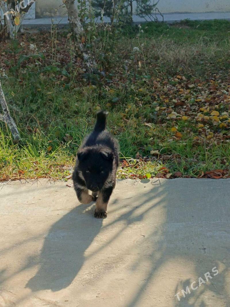 Awçarka güjügi - Ашхабад - img 2