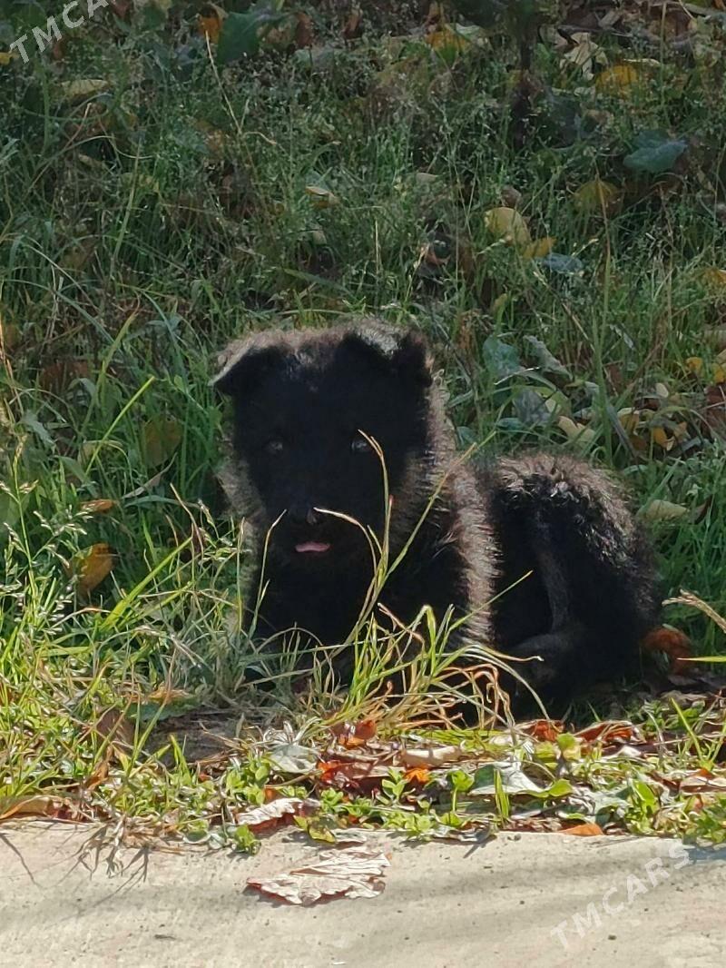 Awçarka güjügi - Ашхабад - img 4