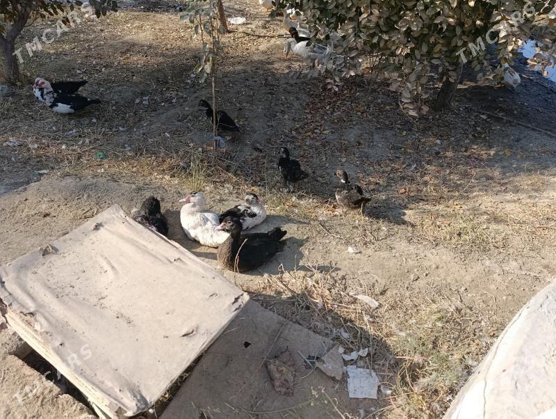 indawutka juje - Bäherden - img 2